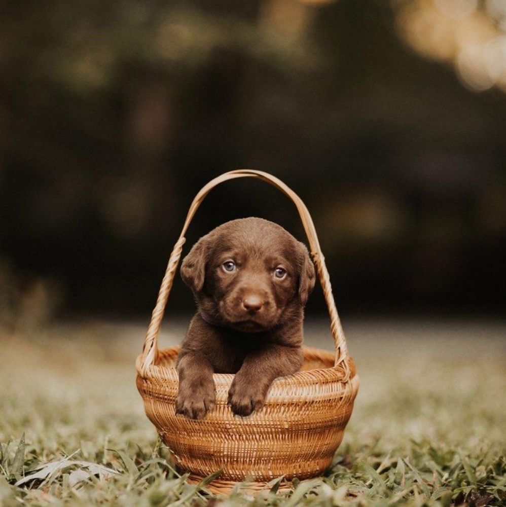 Bella is our newest addition to our family🥰